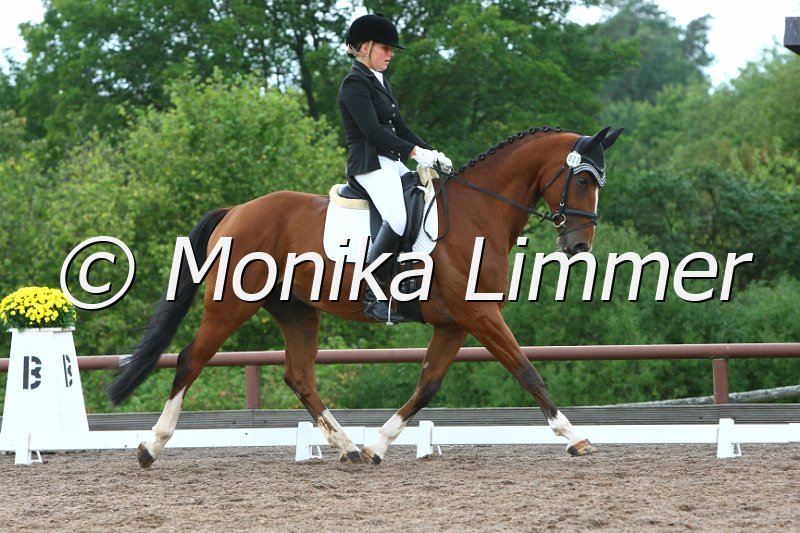 109M1919_Charly Jumper Junior_Dresspferde_A.JPG